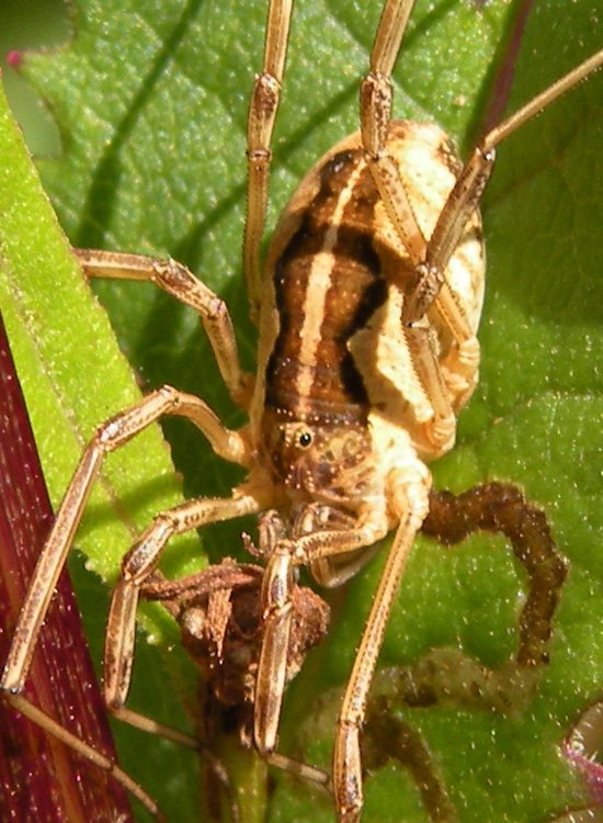 Opilioni della Val di Genova (TN): Mitopus morio ecc.